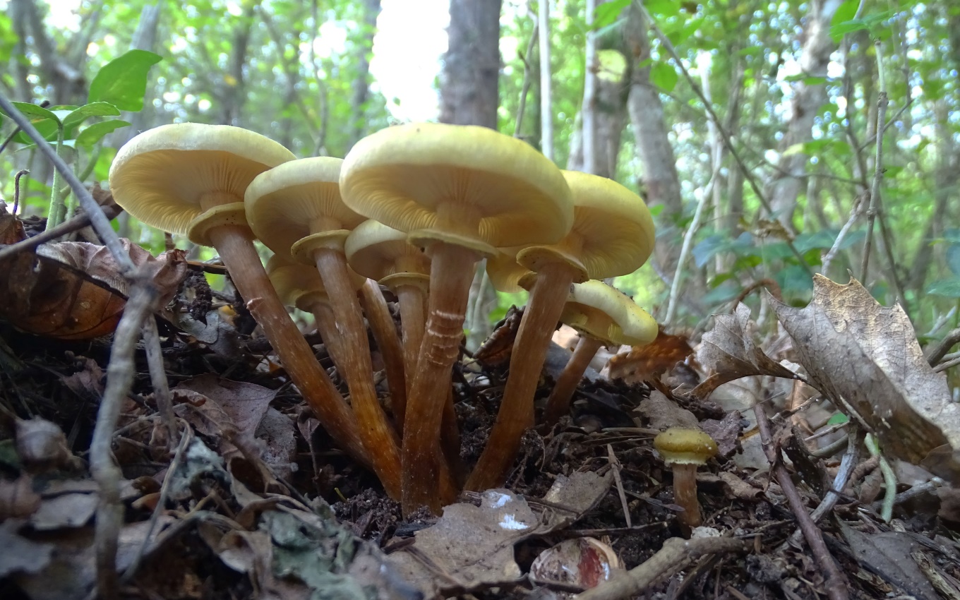 Armillaria mellea ©Cécilia Fridlender